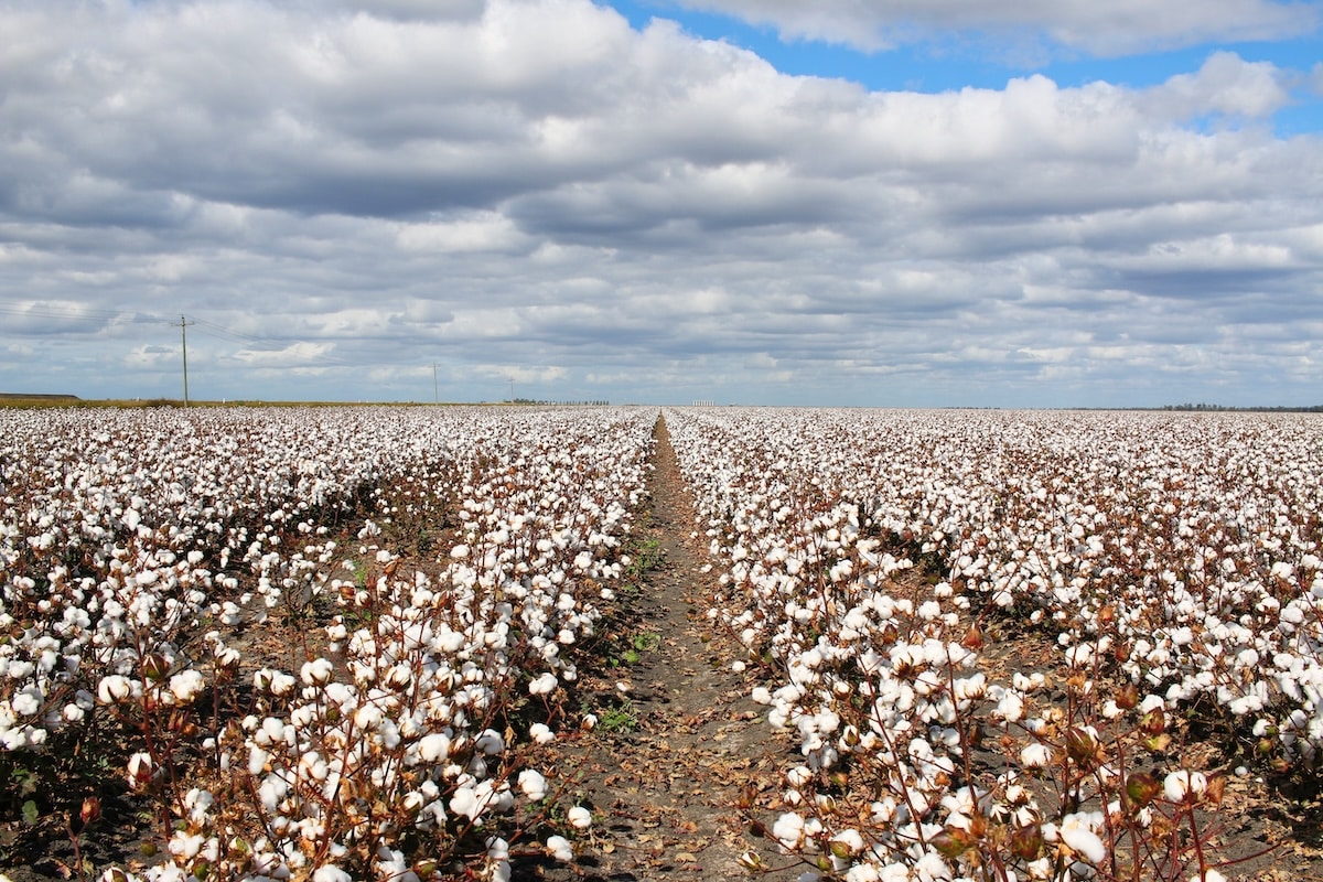 DLGWV is calling for irrigators in central Queensland's Dawson Valley Water Management Area to apply for a share in 90,000ML.