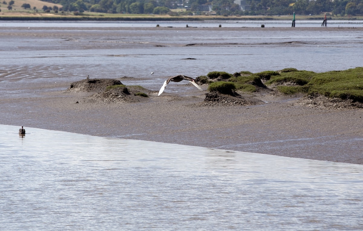 A 10-megalitre storage tank and pump station at Ti Tree Bend will soon be capped in part to improve the health of the Tamar estuary.